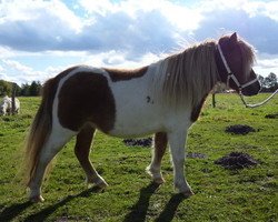 Zuchtstute Cest si bon stal brammelo (Shetland Pony (unter 87 cm), 2009, von Sander van de Hoefslag)