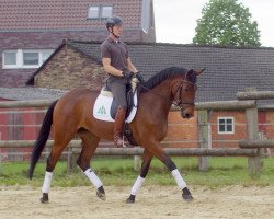 dressage horse Hamira 5 (Trakehner, 2009, from Rastenberg)