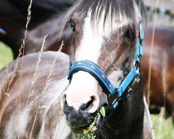 Pferd Dominik (Deutsches Reitpony, 1989, von Durant)