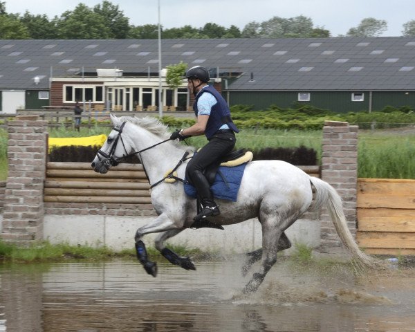 horse Valine (KWPN (Royal Dutch Sporthorse), 2015, from Hors La Loi II)