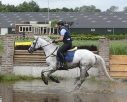 Pferd Valine (KWPN (Niederländisches Warmblut), 2015, von Hors La Loi II)