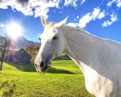 horse Astoria (German Warmblood, 1996, from Apricot D II)