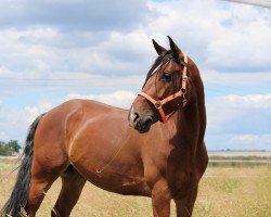 dressage horse City Banking 5 (Hanoverian, 2009, from Contendros Bube)