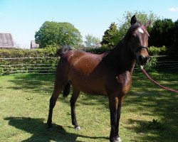 broodmare AK Sayidah (Arab half breed / Partbred, 2011)