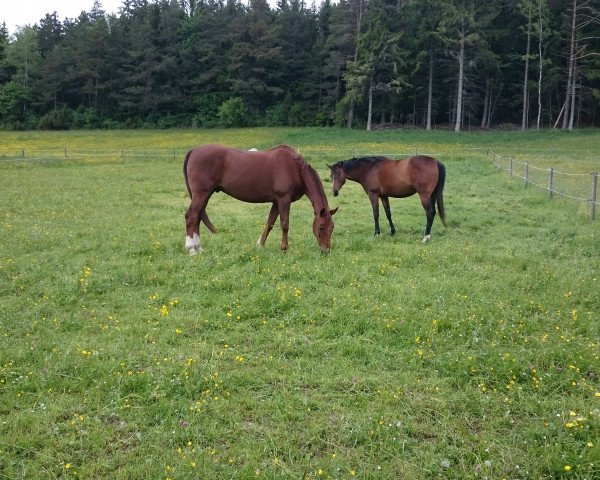 horse Speed Power's Waitaki (Westphalian, 1999, from Waitaki 31)