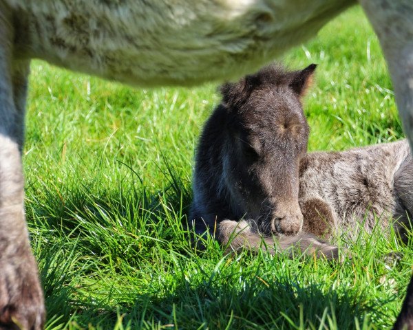 Pferd Sir Nando van Dyck (Dt.Part-bred Shetland Pony, 2015, von Sultan van Dyck)