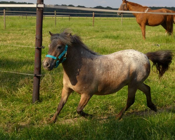 Zuchtstute Melissa van Dyck (Dt.Part-bred Shetland Pony, 2011, von Mondfleck van Dyck)