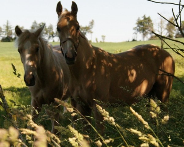 Pferd Moelleaaens Golden Solomon (Palomino, 2014, von Moelleaaens Golden Spirit)