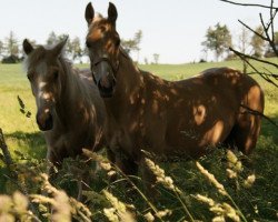 Pferd Moelleaaens Golden Solomon (Palomino, 2014, von Moelleaaens Golden Spirit)