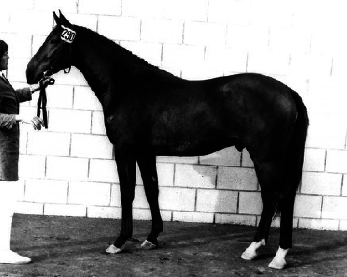 Deckhengst Obrecht (KWPN (Niederländisches Warmblut), 1973, von Lucky Boy xx)