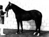 stallion Obrecht (KWPN (Royal Dutch Sporthorse), 1973, from Lucky Boy xx)