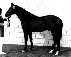 stallion Obrecht (KWPN (Royal Dutch Sporthorse), 1973, from Lucky Boy xx)