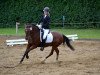 dressage horse Vegas W (German Riding Pony, 2002, from Vivaldi)