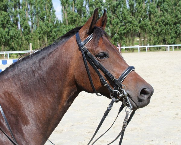 dressage horse Finja-Delamanga (Westphalian, 2008, from First Final)