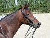 dressage horse Finja-Delamanga (Westphalian, 2008, from First Final)