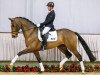 dressage horse Rooney Mo (Westphalian, 2010, from Rock Forever NRW)