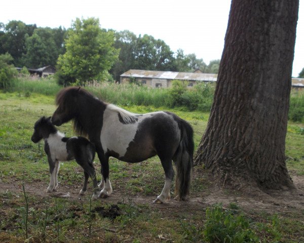 broodmare Annabell van Houbenhof (Shetland pony (under 87 cm), 2006, from Mythos Crazy Colours)