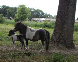 Zuchtstute Annabell van Houbenhof (Shetland Pony (unter 87 cm), 2006, von Mythos Crazy Colours)