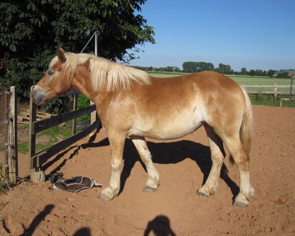 broodmare Katjuschka (Rhenish-German Cold-Blood, 2011, from Nato)