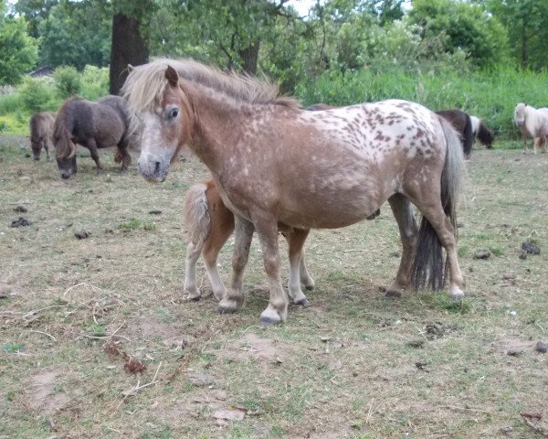 Zuchtstute Queenly (Dt.Part-bred Shetland Pony, 2009, von Zeb von Löwenhof)