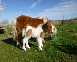 broodmare Tayla vom Rehgraben (Shetland pony (under 87 cm), 2015, from Blazefield Franco)