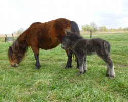 Pferd Fenn vom Rehgraben (Shetland Pony (unter 87 cm), 2015, von Blazefield Franco)