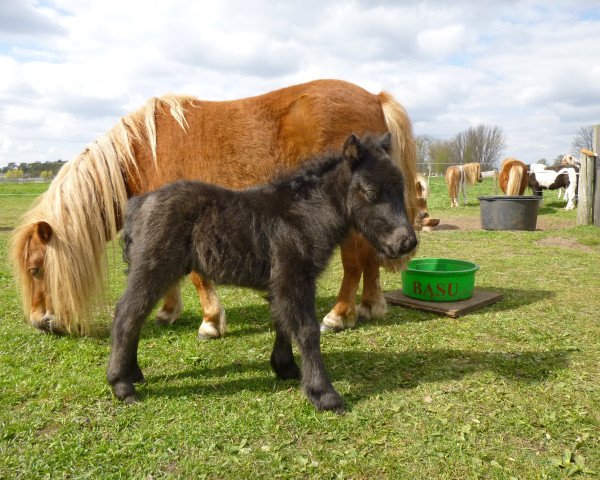 horse Falko vom Rehgraben (Shetland pony (under 87 cm),  , from Blazefield Franco)