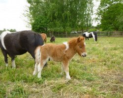 horse Friedrich vom Rehgraben (Shetland pony (under 87 cm),  , from Blazefield Franco)