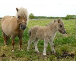 broodmare Kelly vom Rehgraben (Shetland pony (under 87 cm), 2015, from Blazefield Franco)