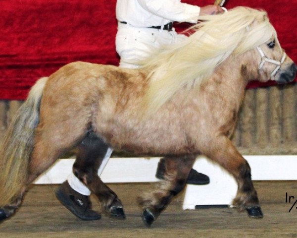 stallion Collovati van Stal Brammelo (Shetland pony (under 87 cm), 2009, from Sander van de Hoefslag)
