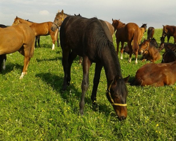 stallion Fuego Bailador (German Sport Horse, 2014, from Fürstenhof)