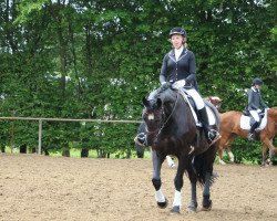 dressage horse Bittersweet Twilight (Friesian-Mix, 2008, from Bert v.Lasterfeld)