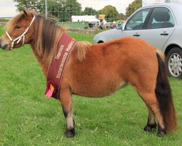 Zuchtstute Wanda vom Rehgraben (Shetland Pony (unter 87 cm),  , von Pinoccio of Jaeboruder)