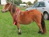 broodmare Wanda vom Rehgraben (Shetland pony (under 87 cm),  , from Pinoccio of Jaeboruder)