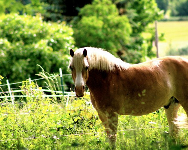 Pferd Sterntänzer (8,01% ox) (Edelbluthaflinger, 2007, von Stern von Waldeck (9,77% ox))