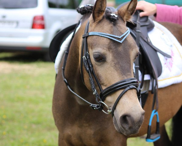 dressage horse Vrederijke (Gotland Pony, 2007)