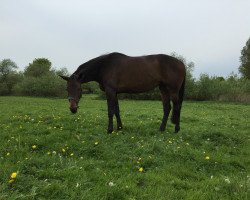 broodmare Ritterliebe (Oldenburg, 2008, from Quality 9)