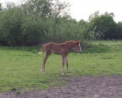 Springpferd Baluseo (Mecklenburger, 2015, von Balou du Rouet)