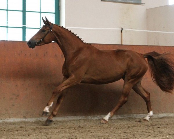 broodmare Solea II (Mecklenburg, 2010, from Sergeant Pepper I)