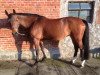 broodmare Liana (Mecklenburg, 2000, from Likedeeler)