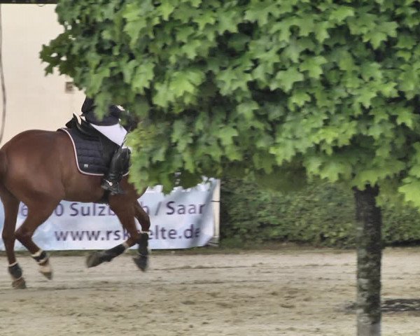 Reitturnier St.Wendel, Gestüt Welvert 2020