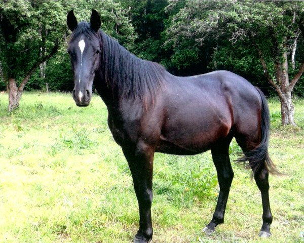 stallion Mephisto (Trakehner, 2013, from Hancock)