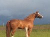 dressage horse Hanno 65 (Hanoverian, 2009, from Don Henrico)