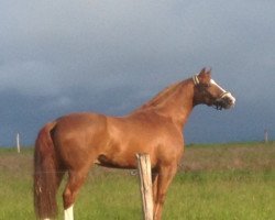 dressage horse Hanno 65 (Hanoverian, 2009, from Don Henrico)