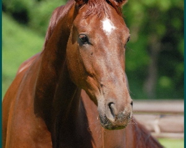 dressage horse Duvier (Oldenburg, 2005, from Dimaggio)