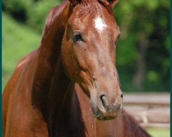 dressage horse Duvier (Oldenburg, 2005, from Dimaggio)