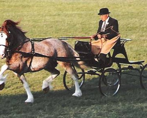 stallion Tireinon Triple Crown (Welsh-Cob (Sek. D), 1981, from Nebo Brenin)