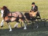 stallion Tireinon Triple Crown (Welsh-Cob (Sek. D), 1981, from Nebo Brenin)