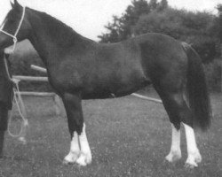 Pferd Tireinon Spring Fashion (Welsh-Cob (Sek. D), 1988, von Nebo Daniel)