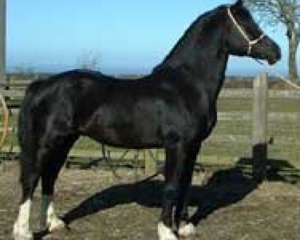 stallion Tireinon High Noon (Welsh-Cob (Sek. D), 1989, from Derwen Replica)